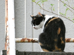 三毛猫