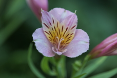 アルストロメリアの花