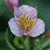 アルストロメリアの花