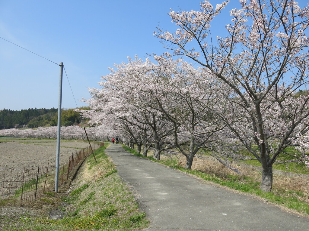 さくら