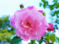 薔薇