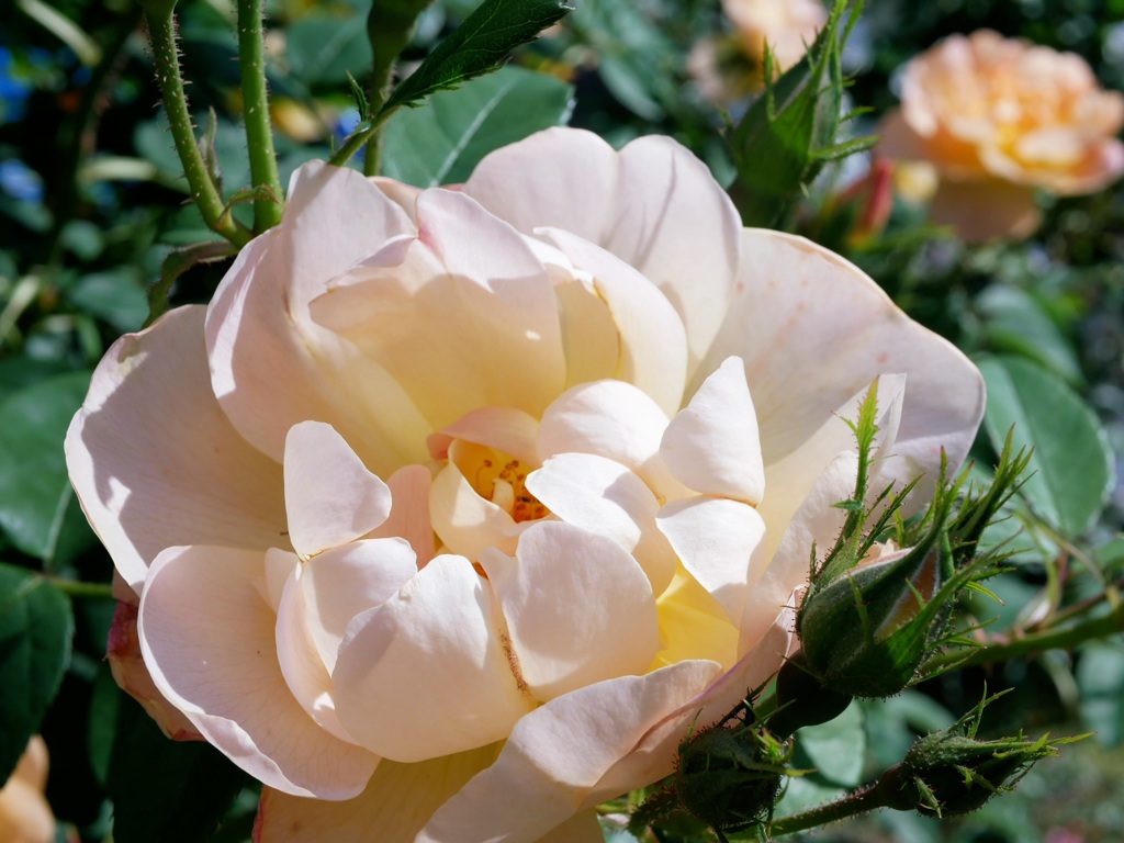 薔薇