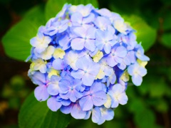 紫陽花