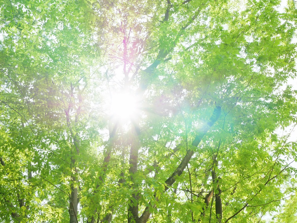 木漏れ日