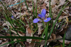 カンザキアヤメ
