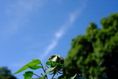 空への憧れ