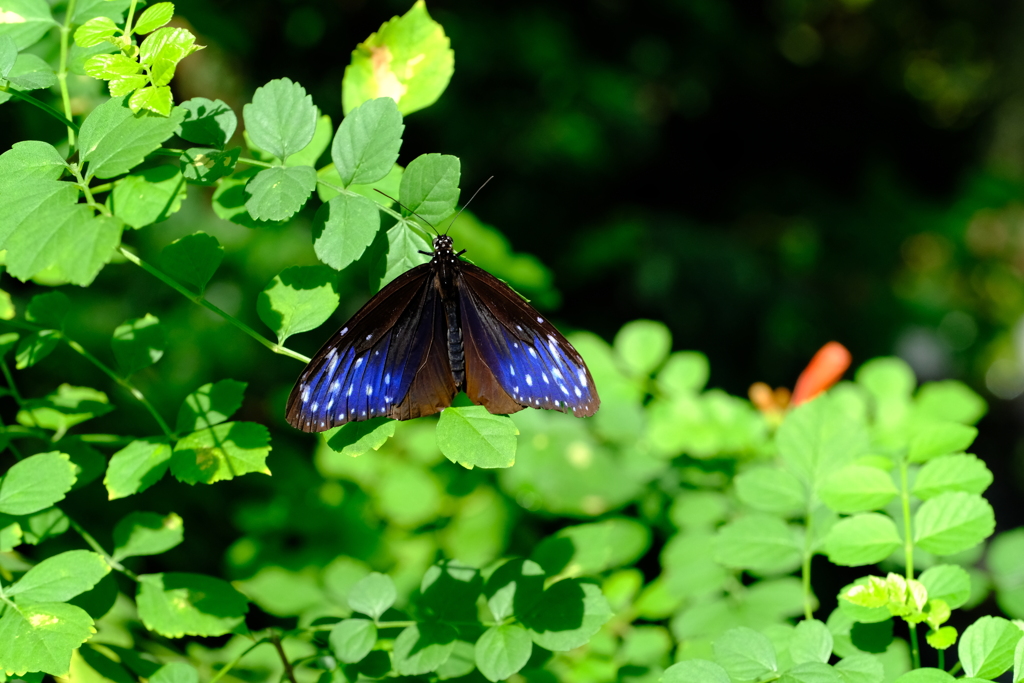 美しい青い蝶