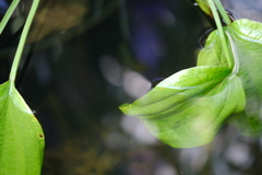 水中葉