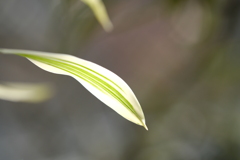 柔らかい色彩、フォルム