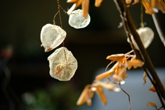 透かしホオズキ