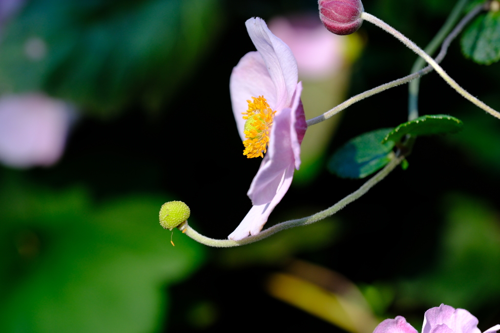 秋明菊　移ろい