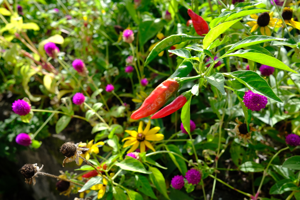 お花畑に赤トウガラシ