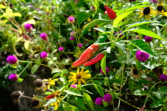 お花畑に赤トウガラシ