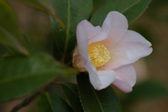 侘助　清楚、ひっそり