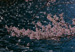 湖畔の桜