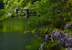 新緑のダム湖
