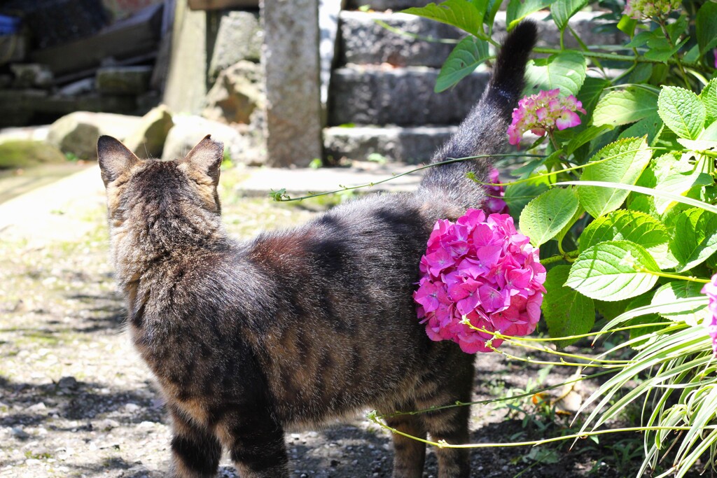 紫陽花と猫