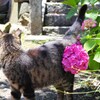 紫陽花と猫