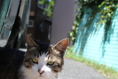 ニャンか用？