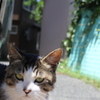 ニャンか用？