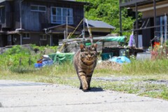 のそのそ