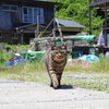 のそのそ