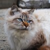綺麗な瞳