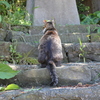 尻尾がだらん
