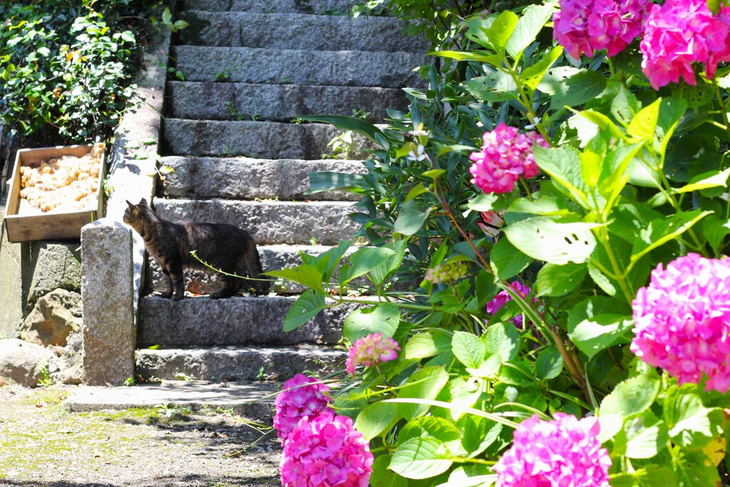 紫陽花と猫-2