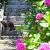 紫陽花と猫-2
