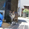 のそのそ