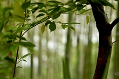 緑風