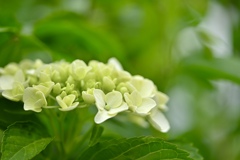 紫陽花