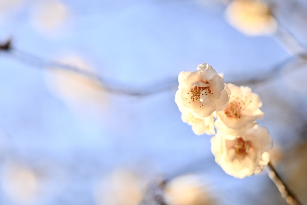 白梅は青空が似合う