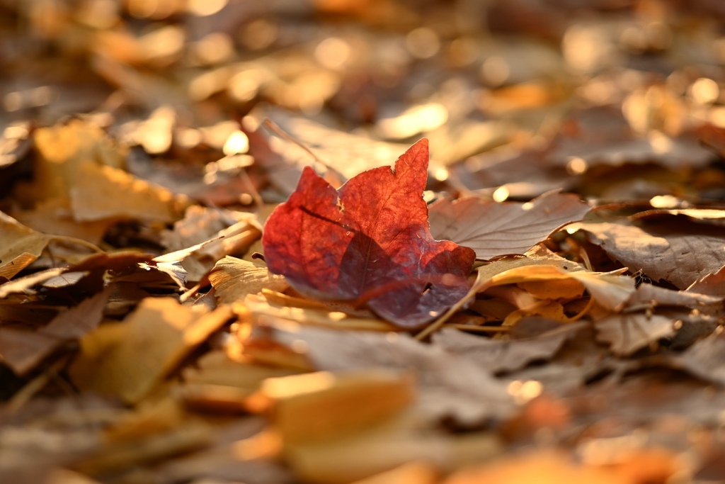 落ち葉光る