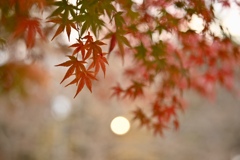 紅葉のある眺め