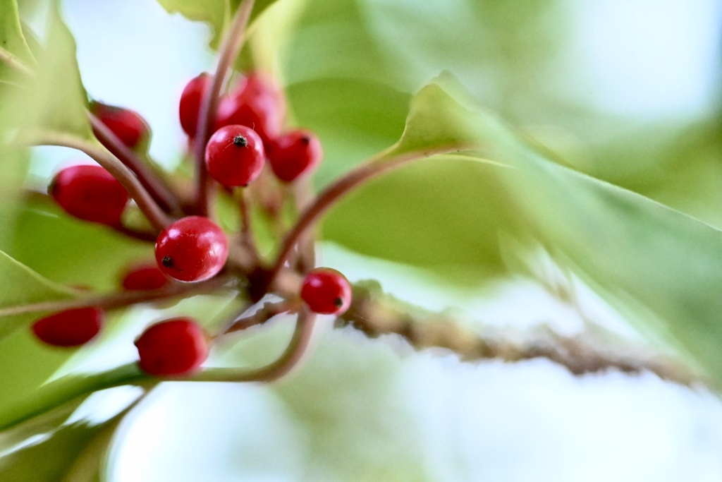 赤い実を見上げる