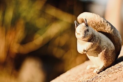 公園の可愛い番人