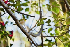 メジロに出逢った日