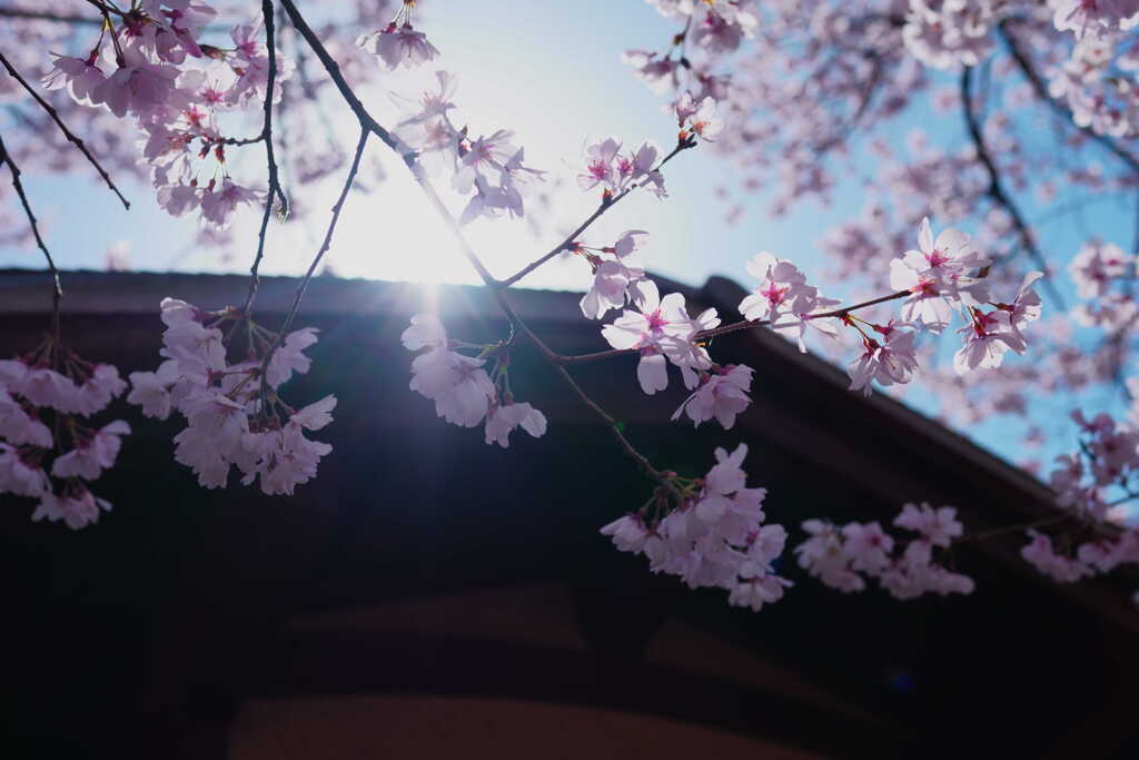 渉成園の桜