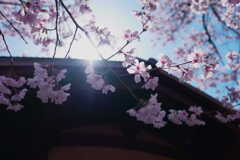 渉成園の桜