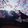 渉成園の桜