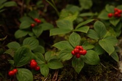 山の木の実