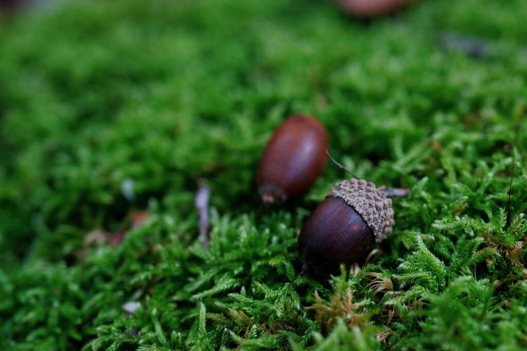 苔と団栗