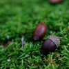 苔と団栗