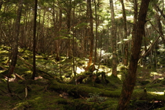 蓼科山登山道中