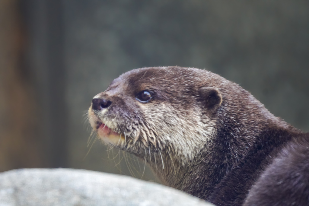 カワウソくん