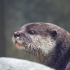 カワウソくん