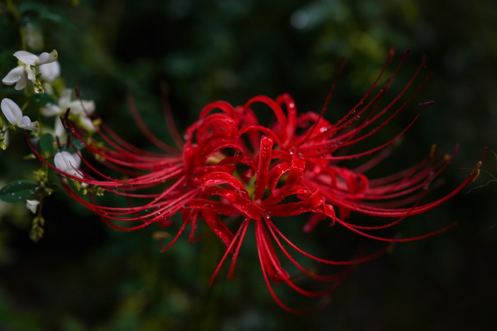 西方寺曼珠沙華