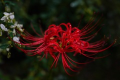 西方寺曼珠沙華